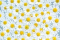 background of white chamomile flowers close-up. Royalty Free Stock Photo