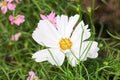 Background white cosmos flower and sun light 71.