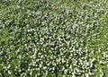 background of white daisies and daisy flowers blooming in spring Royalty Free Stock Photo