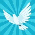 Background with white dove. Beautiful pigeon faith and love symbol