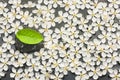 Background of white flowers and black stone with green leaf in t Royalty Free Stock Photo