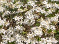 Background of white flowers of Clematis Montana