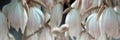 Decorative yucca plant. flowers of yucca. Blooming Yucca bush. Yucca bushes in bloom. Gardening Theme