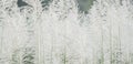 Background White grass flower of reed plant in autumn. Royalty Free Stock Photo