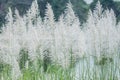 Background White grass flower of reed plant in autumn Royalty Free Stock Photo
