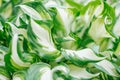 background of white green Hosta leaves Royalty Free Stock Photo