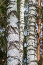 Background of the white and grey trunk birch tree in the wood Royalty Free Stock Photo