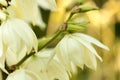 Background of white Hesperoyucca whipplei flowers.Yucca Gigantea, Chaparral yucca, Itabo,Quixote yucca,Yucca Filamentosa Royalty Free Stock Photo