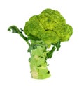 Background white isolated broccoli brocolli diet vegetable raw organic nature vegetables stem fresh health object food vegetari Royalty Free Stock Photo