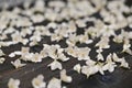 background white jasmine flowers on a dark wooden background. shallow depth of field. close-up. Royalty Free Stock Photo