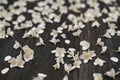 background white jasmine flowers on a dark wooden background. shallow depth of field. Royalty Free Stock Photo