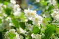 Background of white jasmine flowers Royalty Free Stock Photo