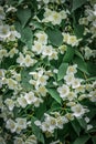 Background of white jasmine flowers Royalty Free Stock Photo