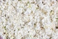 Background of white lilac flowers