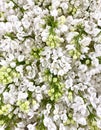 Background with white lilac flowers