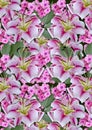 Background from white lilies andÃÂ pink flowersÃÂ on a black background Royalty Free Stock Photo