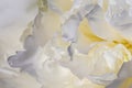 A background of white peon petals. A garden of white peonies.