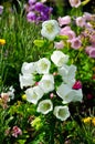 White and pink and purple Bell flowers or campanula in spring