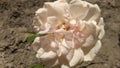 Background white rose flower. Close up of white rose flower with beautiful detail Royalty Free Stock Photo