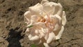 Background white rose flower. Close up of white rose flower with beautiful detail Royalty Free Stock Photo