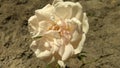 Background white rose flower. Close up of white rose flower with beautiful detail Royalty Free Stock Photo