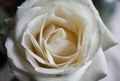 Background of white roses in close-up.Floral background of white roses in macro scale. Royalty Free Stock Photo