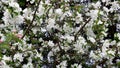 Background of white small flowers