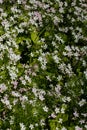 Background of white wildflowers of Claytonia sibirica in shady forest Royalty Free Stock Photo