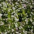 Background of white wildflowers of Claytonia sibirica in shady forest Royalty Free Stock Photo