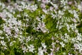 Background of white wildflowers of Claytonia sibirica in shady forest Royalty Free Stock Photo