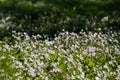 Background of white wildflowers of Claytonia sibirica in shady forest Royalty Free Stock Photo