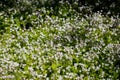 Background of white wildflowers of Claytonia sibirica in shady forest Royalty Free Stock Photo