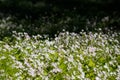 Background of white wildflowers of Claytonia sibirica in shady forest Royalty Free Stock Photo