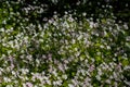 Background of white wildflowers of Claytonia sibirica in shady forest Royalty Free Stock Photo