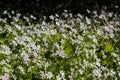 Background of white wildflowers of Claytonia sibirica in shady forest Royalty Free Stock Photo