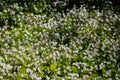 Background of white wildflowers of Claytonia sibirica in shady forest Royalty Free Stock Photo