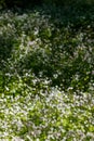 Background of white wildflowers of Claytonia sibirica in shady forest Royalty Free Stock Photo