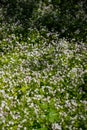 Background of white wildflowers of Claytonia sibirica in shady forest Royalty Free Stock Photo