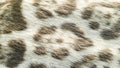 Background of wild feline cat Royalty Free Stock Photo