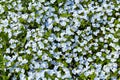 Background of wild meadow flowers, blue primroses