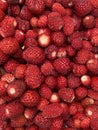 Background with wild strawberries ripe red fruit