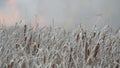 Background of wildfires or storm fire in the forest steppe. Huge amount of dry grass blazes high in flames. Burning