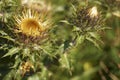 Background with wildflower - gold distel, Carlina vulgaris