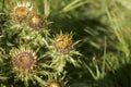 Wildflower - gold distel, Carlina vulgaris