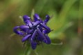 Background with wildflower - Round-headed rampion, Phyteuma orbiculare