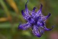 Background with wildflower - Round-headed rampion, Phyteuma orbiculare