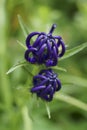Background with wildflower - Round-headed rampion, Phyteuma orbiculare