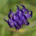 Background with wildflower - Round-headed rampion, Phyteuma orbiculare