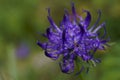 Background with wildflower - Round-headed rampion, Phyteuma orbiculare