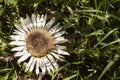 Wildflower - Silberdistel, Carlina acaulis